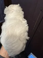 Pepper’s Maltese boy, a male Maltese for sale in Parkers Lake, KY – Photo 3 of 9