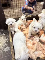 Pepper’s Maltese boy, a male Maltese for sale in Parkers Lake, KY – Photo 6 of 9