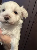 Pepper’s Maltese boy, a male Maltese for sale in Parkers Lake, KY – Photo 5 of 9