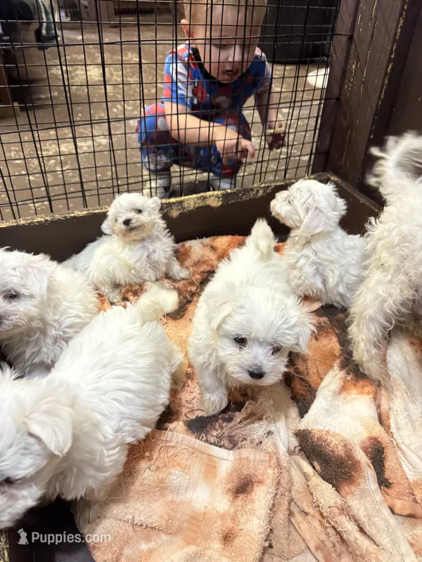 Pepper’s Maltese boy