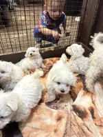 Pepper’s Maltese boy, a male Maltese for sale in Parkers Lake, KY – Photo 1 of 9