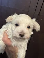 Pepper’s Maltese boy, a male Maltese for sale in Parkers Lake, KY – Photo 2 of 9