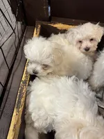 Pepper’s Maltese boy, a male Maltese for sale in Parkers Lake, KY – Photo 4 of 9