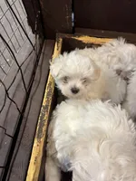 Pepper’s Maltese boy, a male Maltese for sale in Parkers Lake, KY – Photo 9 of 9