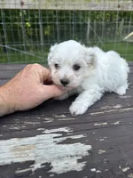Maltipoo boy, a male Maltipoo for sale in Parkers Lake, KY – 7 of 10