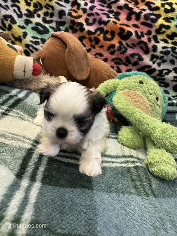 Shih Tzu boy 2 – Shih Tzu puppy for sale in Parkers Lake, KY