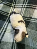 Shih Tzu boy 3, a male Shih Tzu for sale in Parkers Lake, KY – 1 of 8