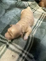 Mini poodle girl 2, a female Poodle - Toy  for sale in Parkers Lake, KY – 9 of 10