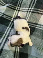 Shih Tzu boy 3, a male Shih Tzu for sale in Parkers Lake, KY – 7 of 8