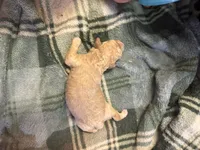 Mini poodle girl 2, a female Poodle - Toy  for sale in Parkers Lake, KY – 10 of 10