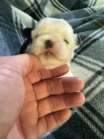 Shih Tzu 2, a male Shih Tzu for sale in Parkers Lake, KY – 2 of 9