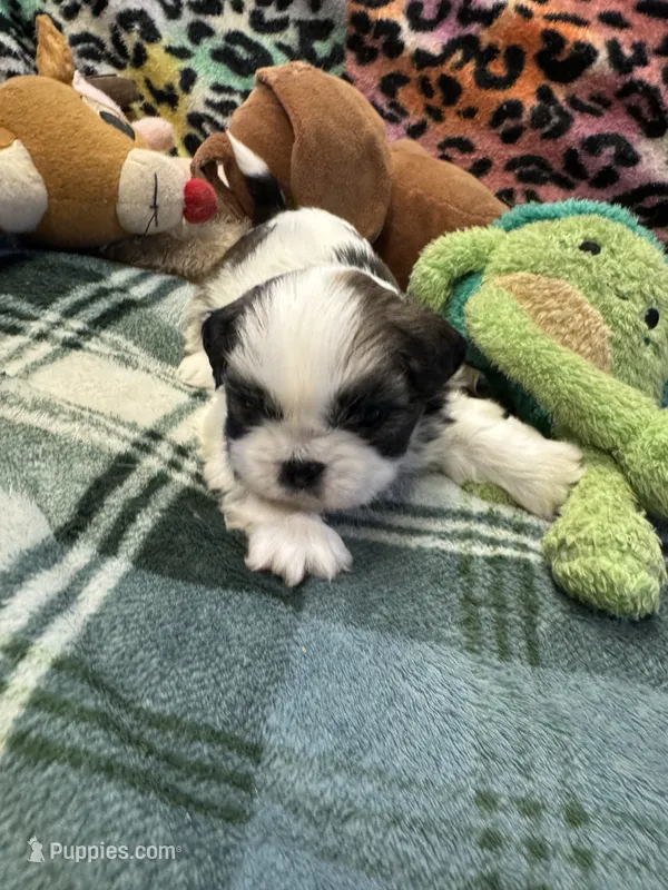 Shih Tzu boy 1 – Shih Tzu puppy for sale in Parkers Lake, KY