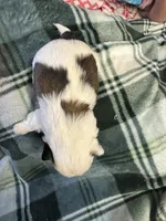 Shih Tzu 2, a male Shih Tzu for sale in Parkers Lake, KY – 7 of 9