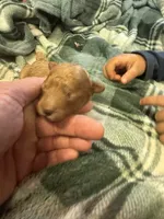 Mini poodle girl 1, a female Poodle - Toy  for sale in Parkers Lake, KY – 3 of 7