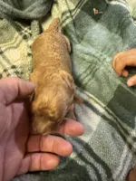 Mini poodle girl 1, a female Poodle - Toy  for sale in Parkers Lake, KY – 4 of 7