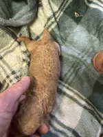 Mini poodle girl 1, a female Poodle - Toy  for sale in Parkers Lake, KY – 5 of 7