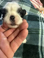 Shih Tzu boy 1, a male Shih Tzu for sale in Parkers Lake, KY – 6 of 8