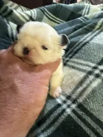 Shih Tzu 2, a male Shih Tzu for sale in Parkers Lake, KY – 8 of 9
