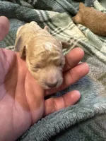 Mini poodle girl 2, a female Poodle - Toy  for sale in Parkers Lake, KY – 5 of 10