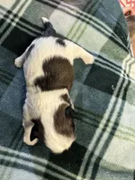 Shih Tzu boy 1, a male Shih Tzu for sale in Parkers Lake, KY – 2 of 8