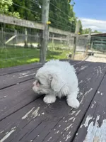 Maltipoo boy, a male Maltipoo for sale in Parkers Lake, KY – 6 of 10