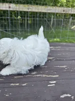 Maltipoo boy, a male Maltipoo for sale in Parkers Lake, KY – 10 of 10