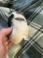 Shih Tzu 2, a male Shih Tzu for sale in Parkers Lake, KY – 4 of 9