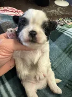 Shih Tzu boy 1, a male Shih Tzu for sale in Parkers Lake, KY – 7 of 8