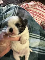 Shih Tzu boy 3, a male Shih Tzu for sale in Parkers Lake, KY – 2 of 8
