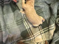 Mini poodle girl 2, a female Poodle - Toy  for sale in Parkers Lake, KY – 6 of 10