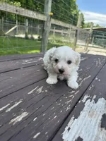 Maltipoo boy, a male Maltipoo for sale in Parkers Lake, KY – 1 of 10