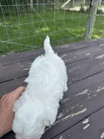 Maltipoo boy, a male Maltipoo for sale in Parkers Lake, KY – 2 of 10