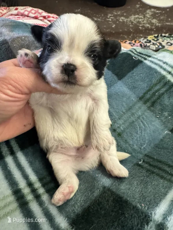 Shih Tzu boy 3 – Shih Tzu puppy for sale in Parkers Lake, KY