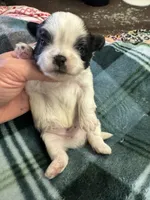 Shih Tzu boy 1, a male Shih Tzu for sale in Parkers Lake, KY – 1 of 8