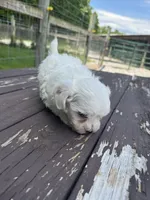 Maltipoo boy, a male Maltipoo for sale in Parkers Lake, KY – 9 of 10