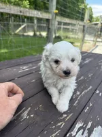 Maltipoo boy, a male Maltipoo for sale in Parkers Lake, KY – 3 of 10