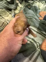 Mini poodle girl 1, a female Poodle - Toy  for sale in Parkers Lake, KY – 7 of 7
