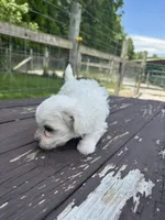 Maltipoo boy, a male Maltipoo for sale in Parkers Lake, KY – 8 of 10