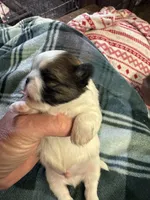 Shih Tzu boy 3, a male Shih Tzu for sale in Parkers Lake, KY – 3 of 8