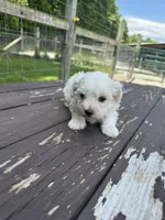 Maltipoo boy, a male Maltipoo for sale in Parkers Lake, KY – 4 of 10