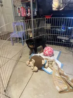 Mia (pinky), a female Rottweiler for sale in Lakeland, FL – Photo 6 of 6