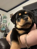 Mia (pinky), a female Rottweiler for sale in Lakeland, FL – Photo 3 of 6