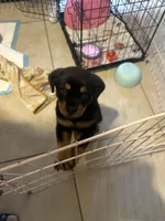 Mia (pinky), a female Rottweiler for sale in Lakeland, FL – Photo 4 of 6