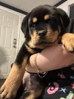 Mia (pinky), a female Rottweiler for sale in Lakeland, FL – Photo 2 of 6