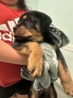 Mia, a female Rottweiler for sale in Lakeland, FL – Photo 4 of 4