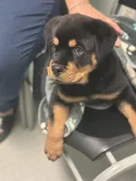 Mia, a female Rottweiler for sale in Lakeland, FL – Photo 2 of 4