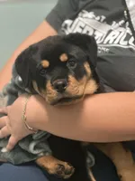 Mia, a female Rottweiler for sale in Lakeland, FL – Photo 3 of 4