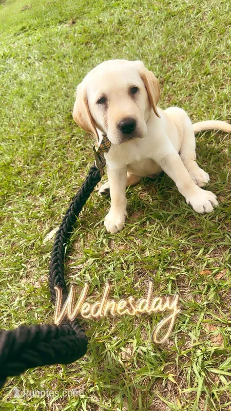 Jax, a male Labrador Retriever for sale in Lakeland, FL – Photo 1 of 3