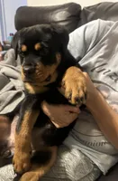 Roxy, a female Rottweiler for sale in Lakeland, FL – Photo 3 of 4