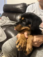 Roxy, a female Rottweiler for sale in Lakeland, FL – Photo 4 of 4